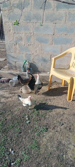 Карликовых курей