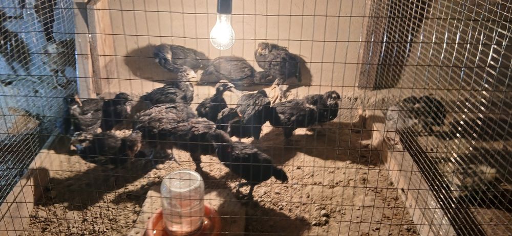 Жужалар сотилади