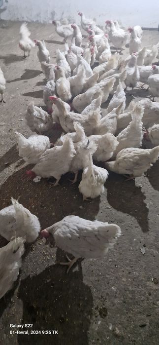 Lomin sendi tovula tuhumga