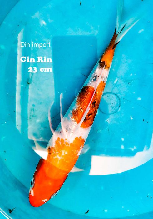 Crapi koi iaz import, 20-25 cm ( Km 44 pe A1 București-Pitești )