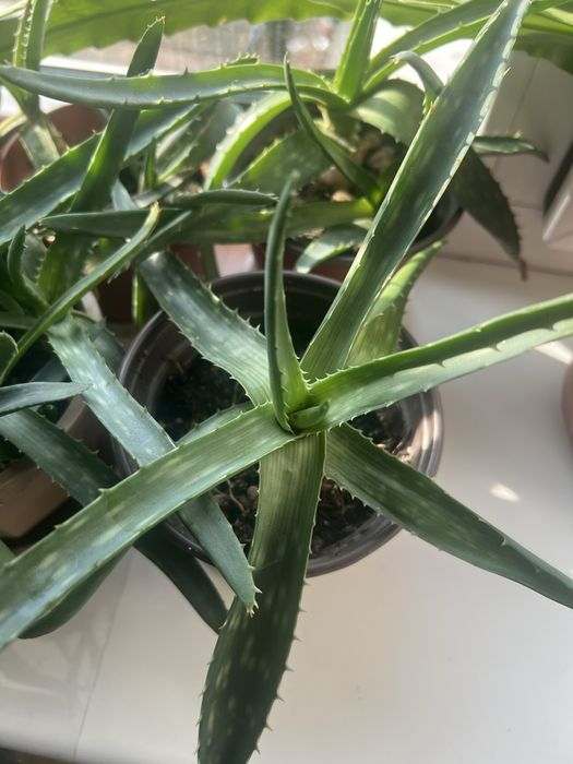 Алоэ вера оптом 4 штуки=1500 тенге