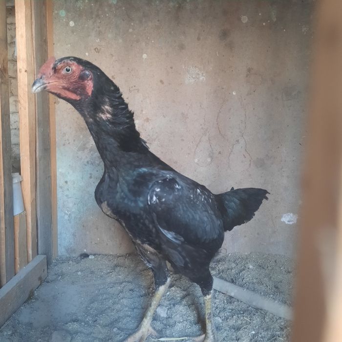 Боицовый таза дакан тауық