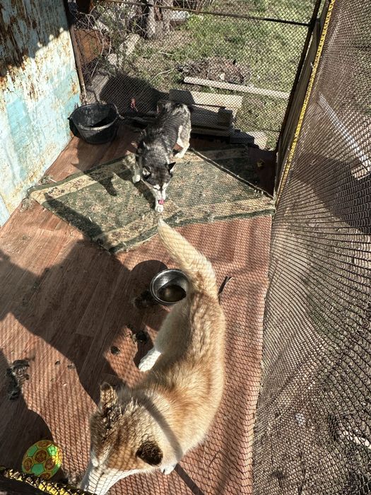 Хаский 8/9 айлык