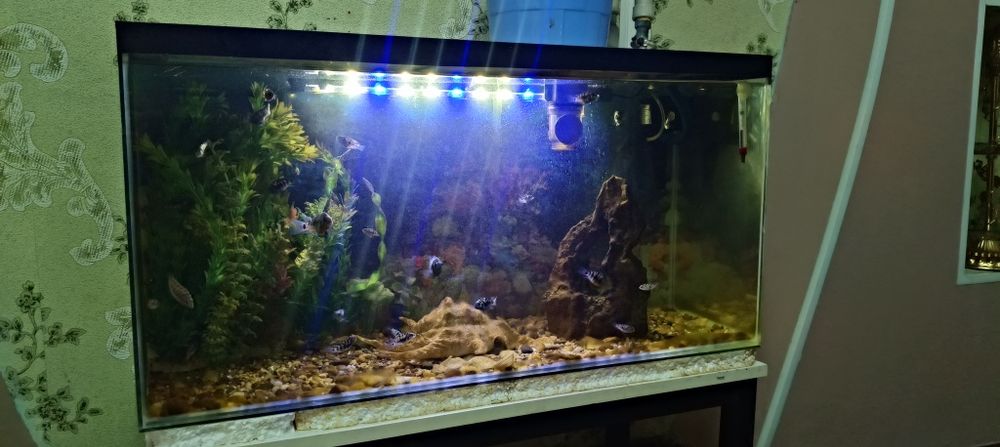 Аквариум срочно, полный комлект