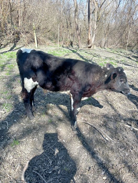 Vând  2 tăurași și o vitea Bălțată