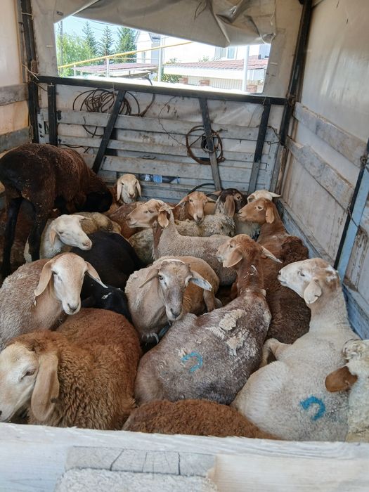 Продам  Баран в горах