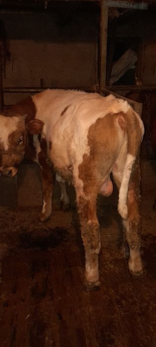 Бычки молодые породистые