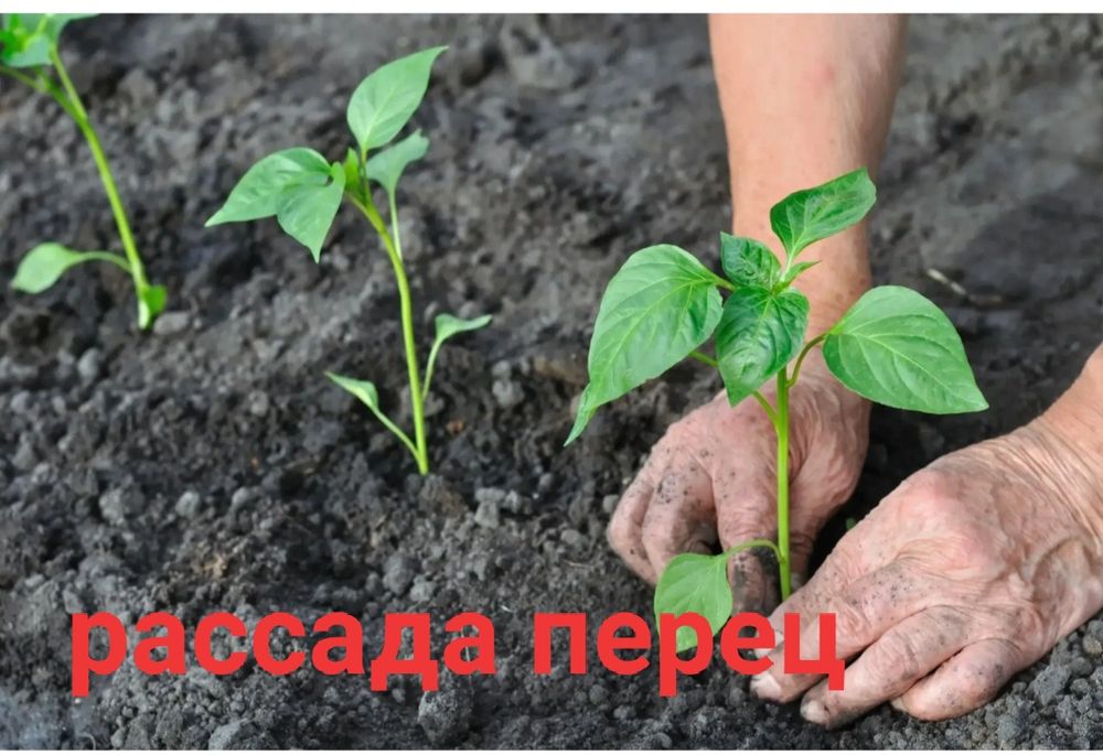 Рассада огурцы, помидоры, перец