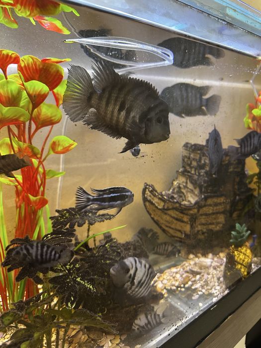 Косяк цихлозом 4 самца и 3 самки