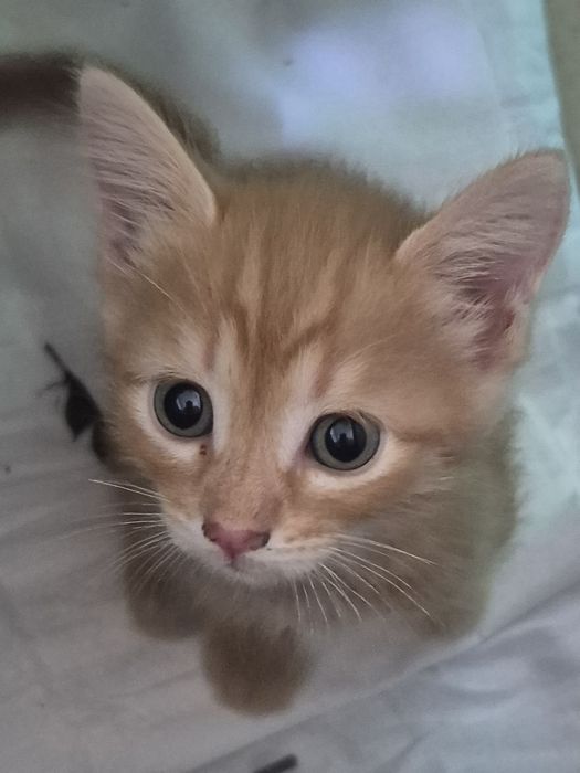 Котятам нужен дом!!!