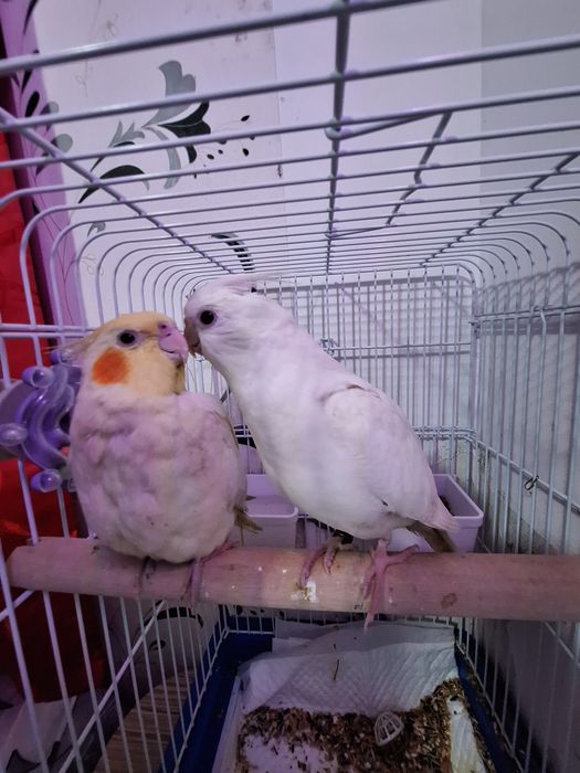 Pereche Papagali Nimfă