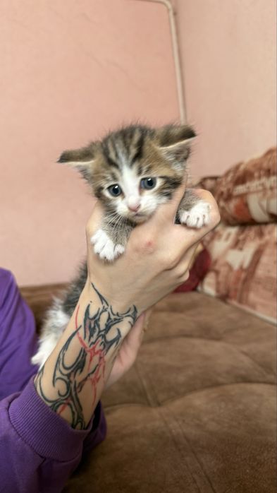 Отдаем котят в хорошие руки