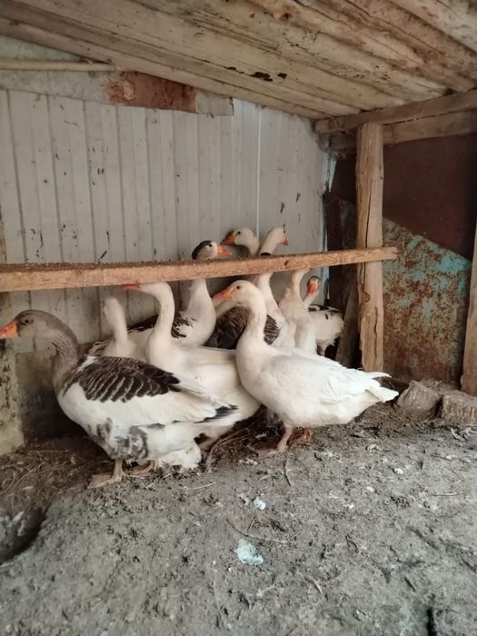 Гуси по 12 тысяч