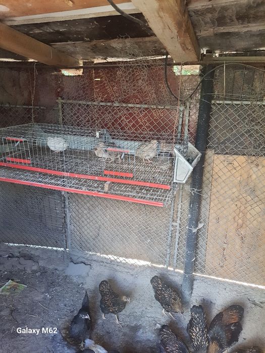 Cușcă prepelițe cu o familie 6