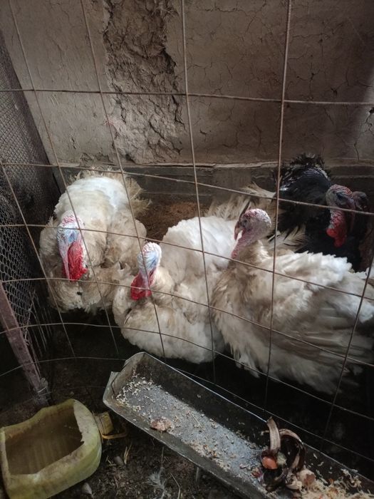 Туйе тауыктар сатылады