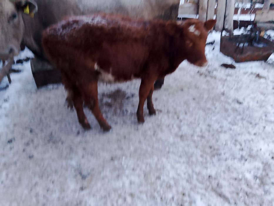 Продам телёнка тёлочка подсосный 4 месяца не дорого