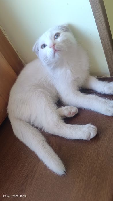 Zotdor mushukchalar SOTILADI