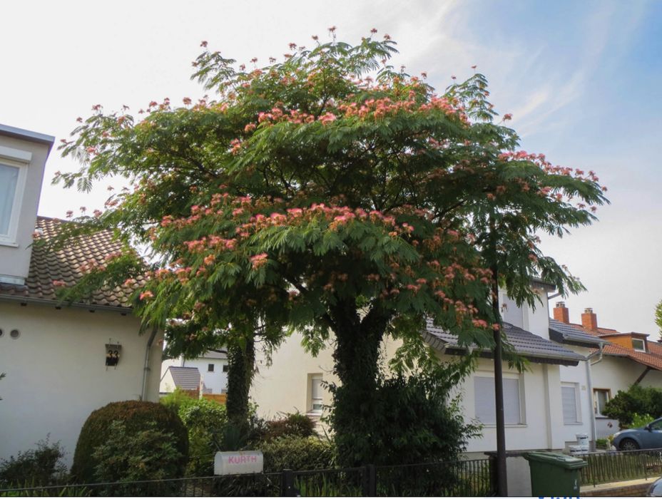 Albizia , arborele de mătase