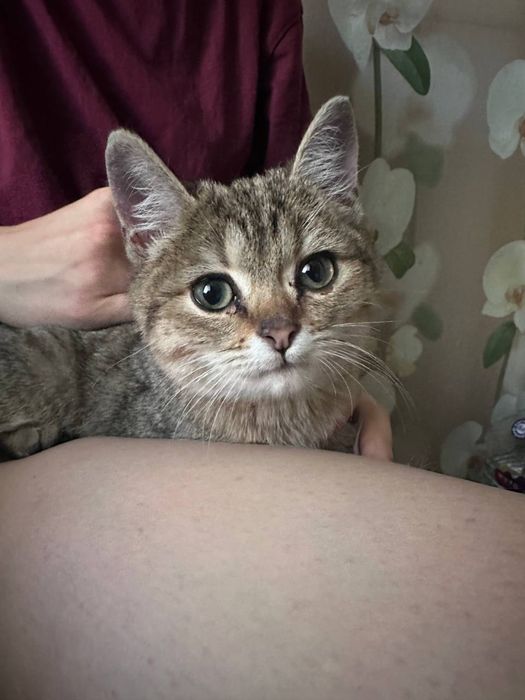 Котенок девочка