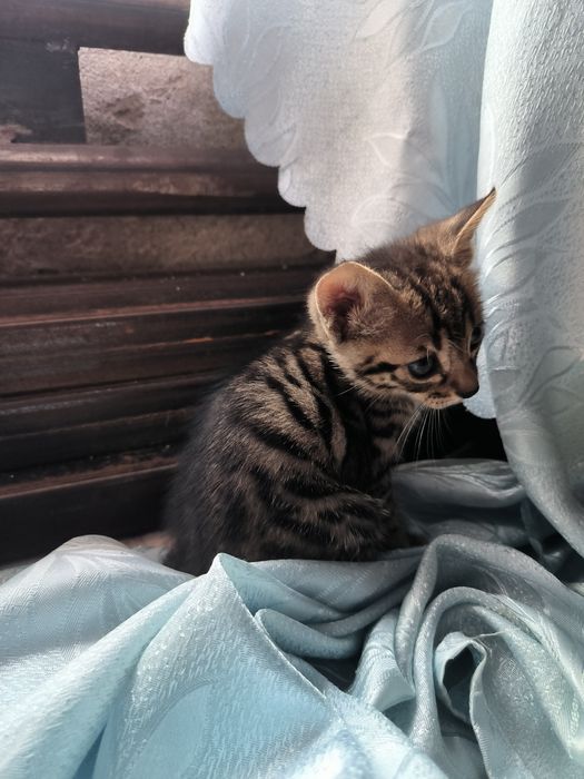 Котята бесплатно