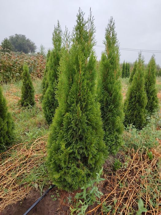 Туя Брабант Смаракт с поля