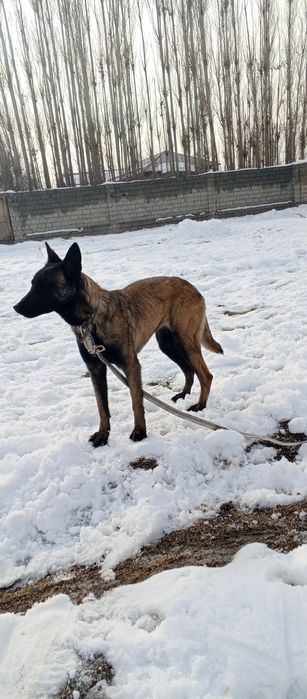 Malinua sotiladi urgʻochi