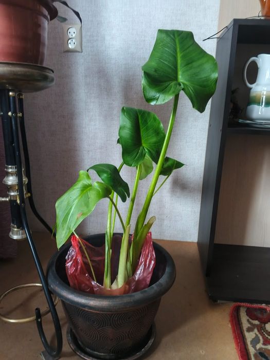 Продам цветы Каллы