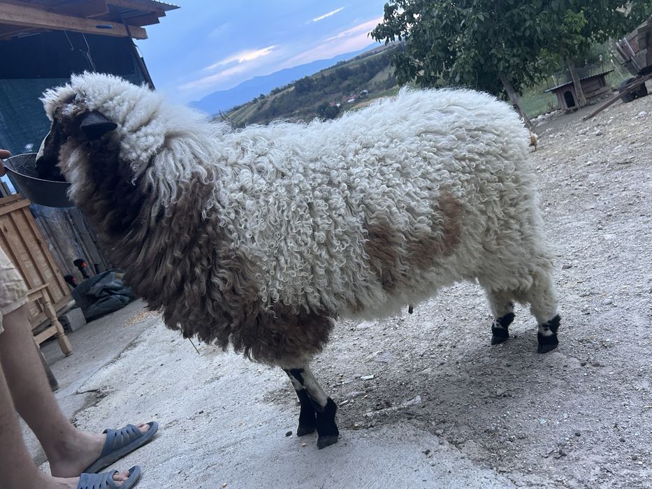 Miala de 5 luni