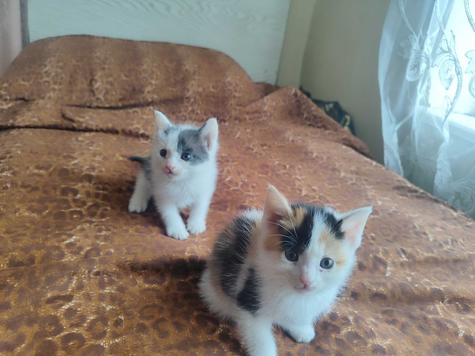 Котята трехцветные