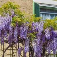 Seminte Glicina mov-Wisteria floribunda