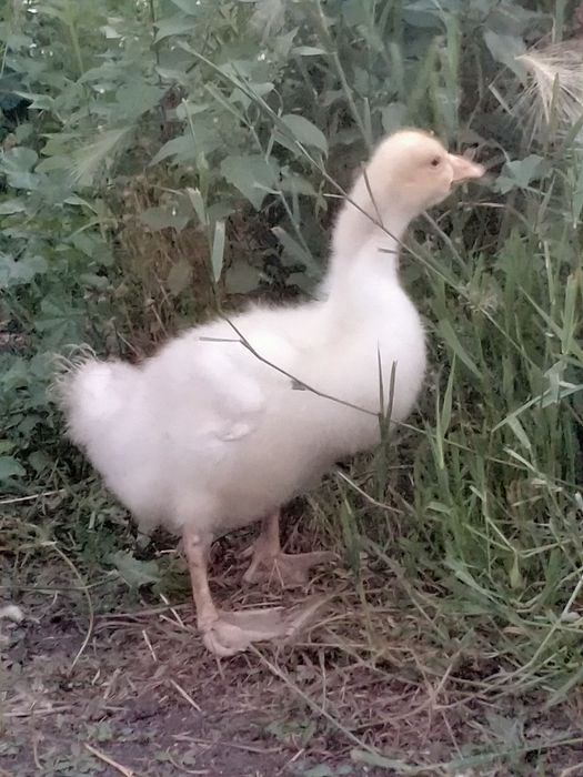 Продам гусей  1,5 месяца