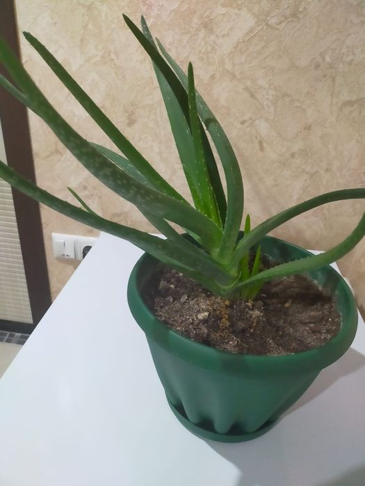 Продам цветы Алоэ Вера