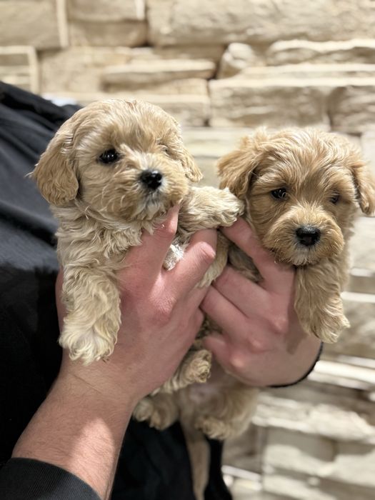 Малтипу момчета и момичета