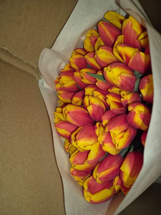 Продам шикарный тюльпан