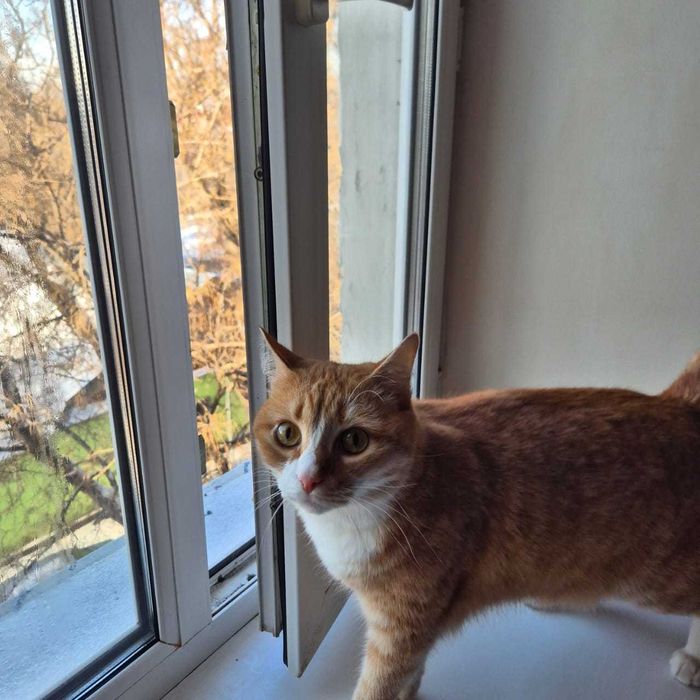 Отдам кота в добрые руки