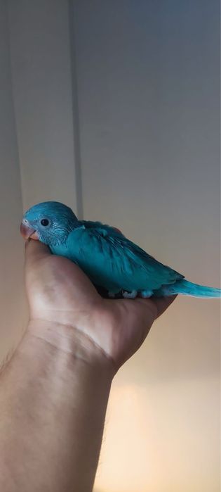 Papagali super blanzi micul alexandru pui crescuti la mana alexander