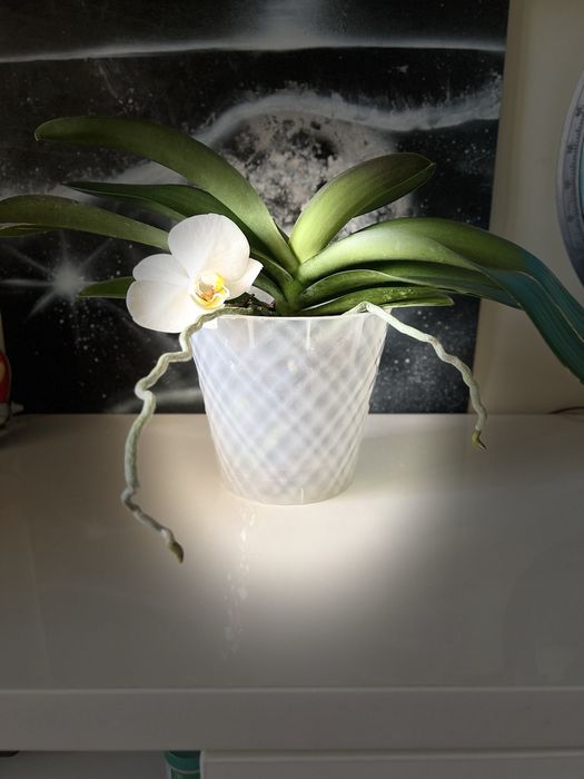 Орхидея Карлик Нос