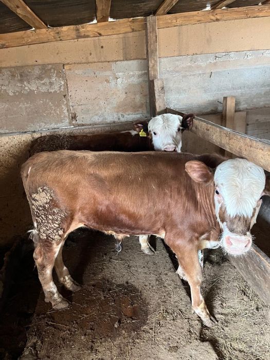 1 жылдық бұқа  сатылады 2 бас