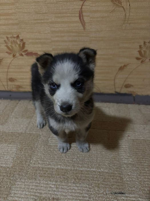Щеночек хаски девочка