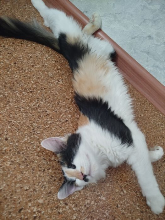 Мысык Кыз мысык тегин беремин