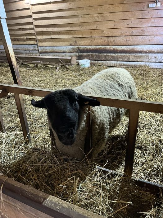 Berbec Suffolk nascut in ianuarie 2023