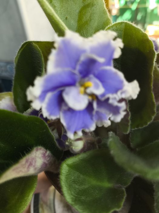 Фиалки , домашние цветы