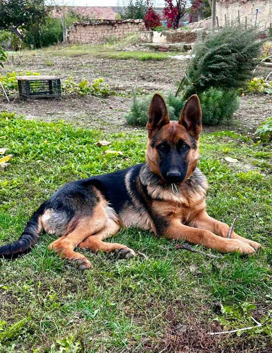 Малки немски овчарки