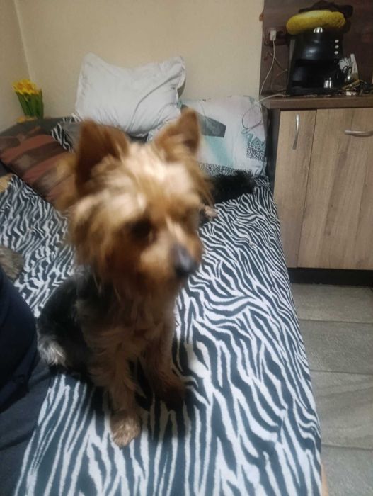 Йоркширски териер