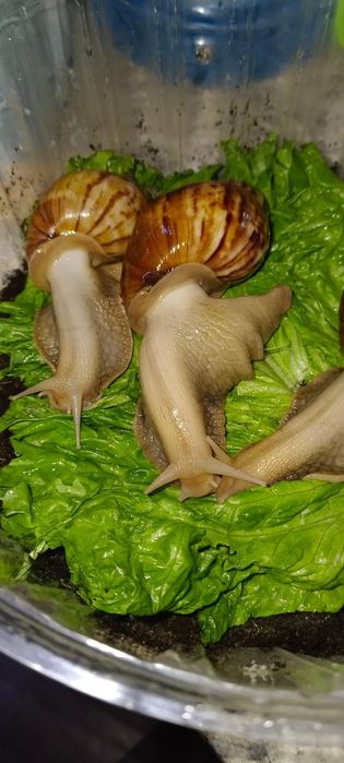 Косметические улытки