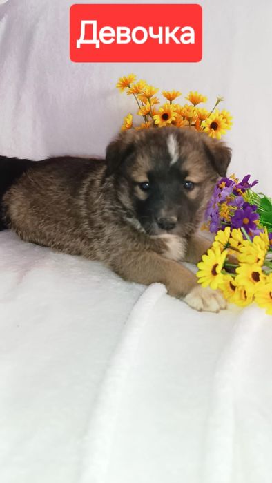 Щенки ждут пап мам