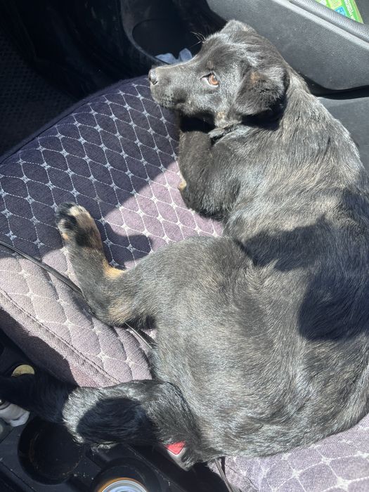 Отдам стерилизованрую девочку подростка