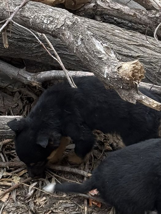 Еркек күшік сатылады 3000
