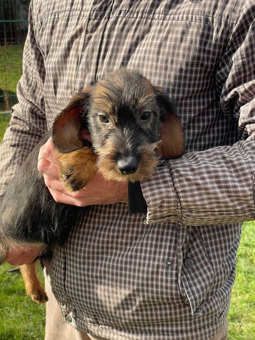 Pui teckel sârmos, 5 luni, băiat – caut familie iubitoare.