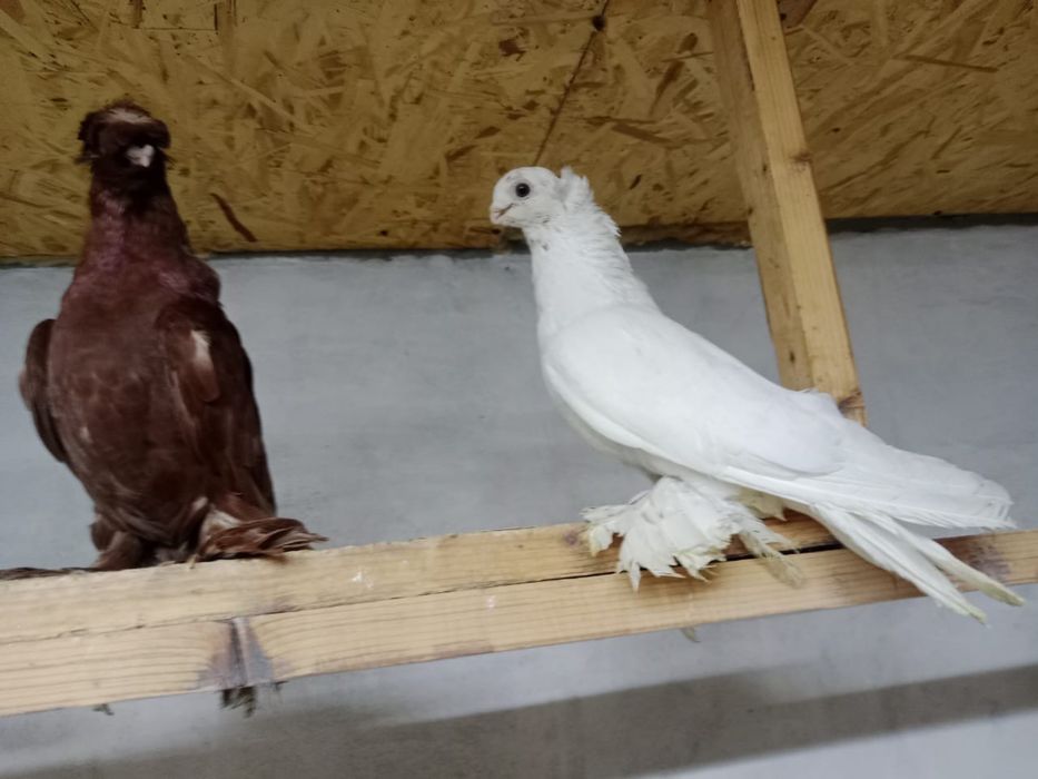 Продам    голубей